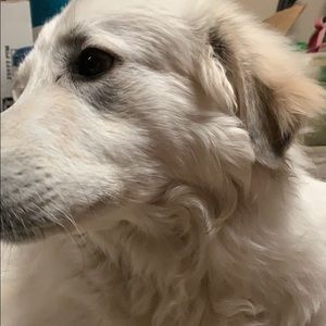 Meet your Posher, Hunter